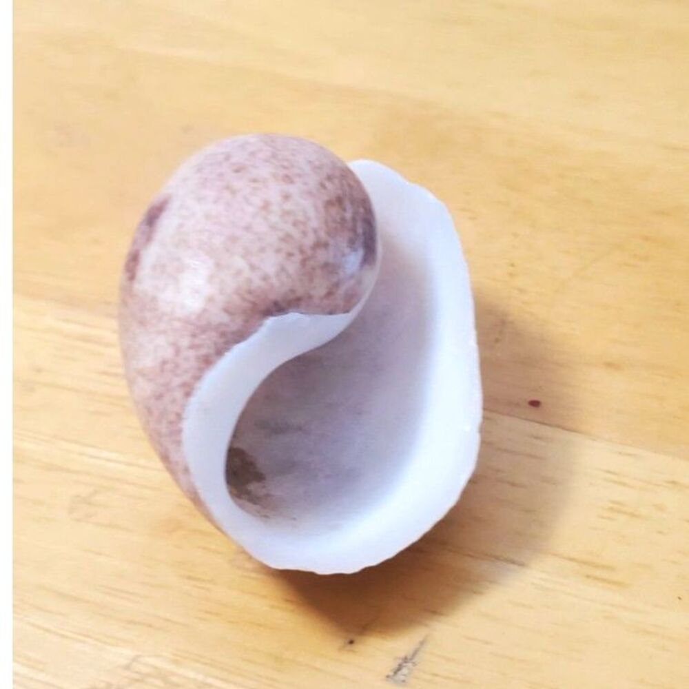 Gastropoda/ Caenogastropda Shell